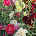 Hollyhock ‘Powder Puffs Mixed’ Seeds – Alcea rosea Double Mixed Flowers for Cottage Gardens - Oldboy&