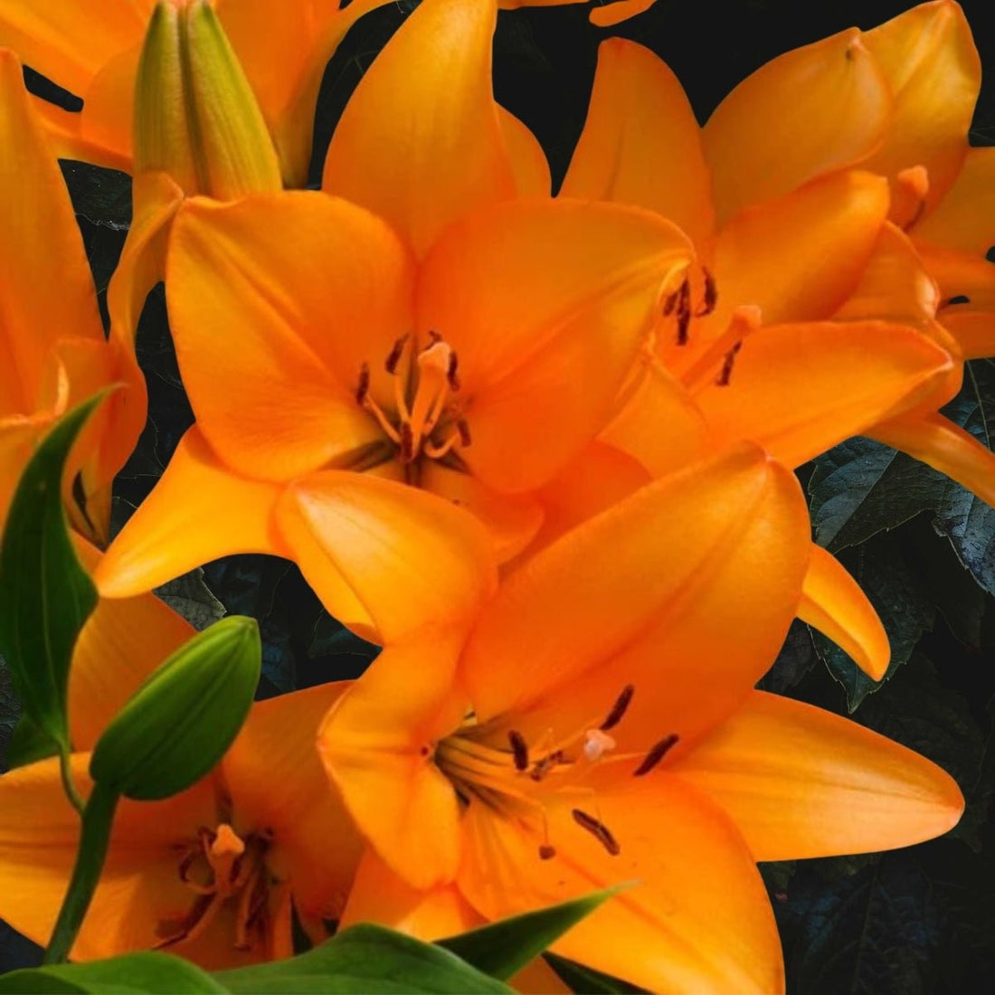 ‘Honesty’ – Vibrant Orange LA Hybrid Lilium Bulbs – Bold, Early Summer Blooms - Oldboy&