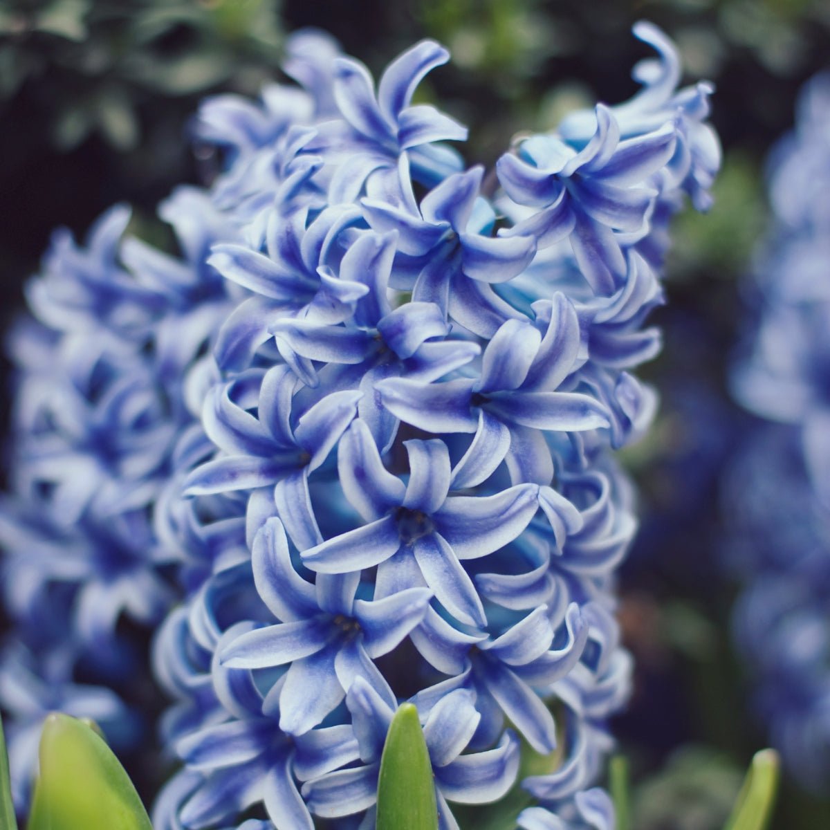 Hyacinth &