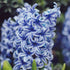 Hyacinth &