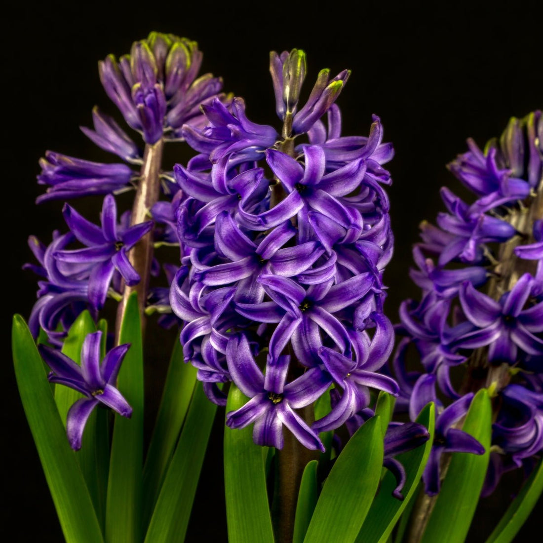 Hyacinth &