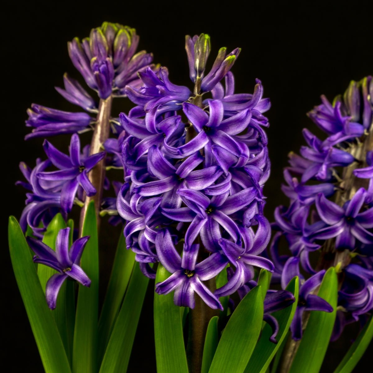 Hyacinth &