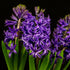 Hyacinth &