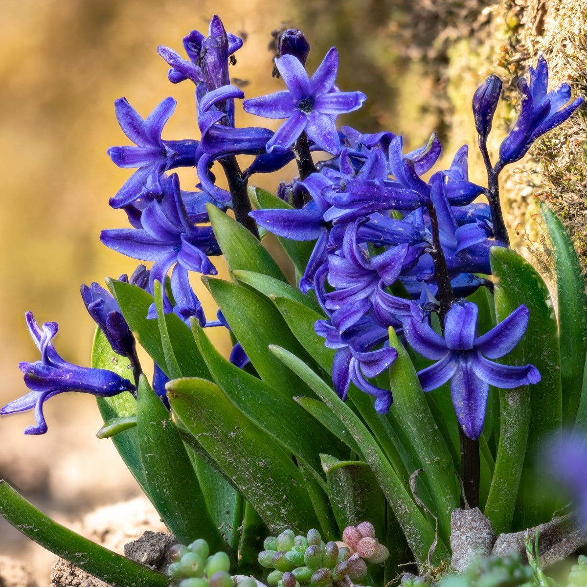 Hyacinth &
