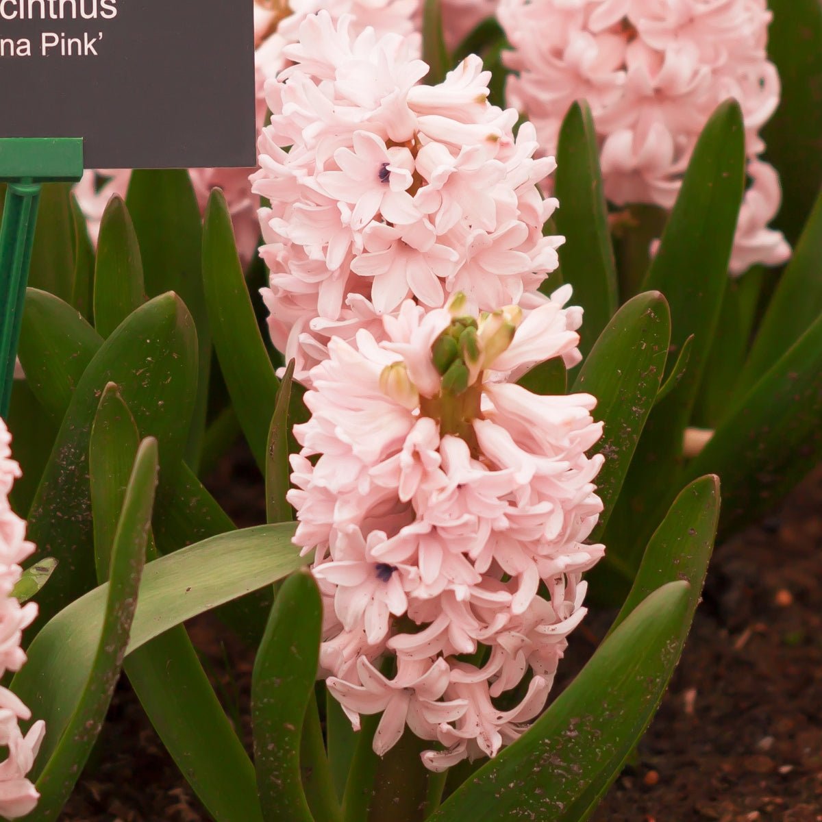 Hyacinth &