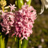 Hyacinth &