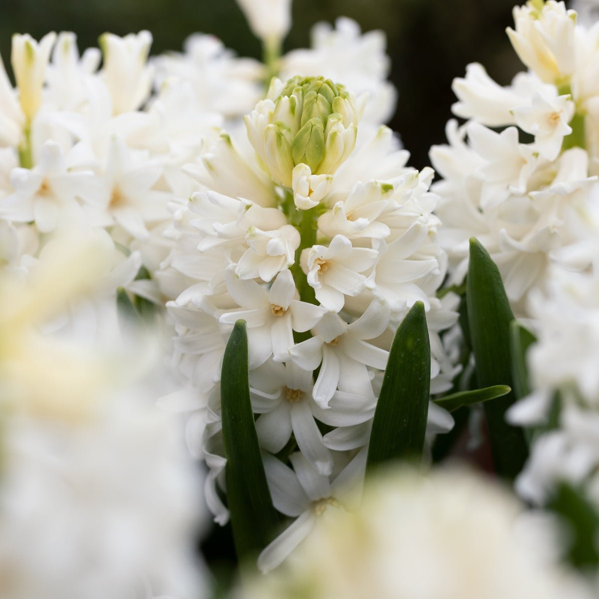 Hyacinth &