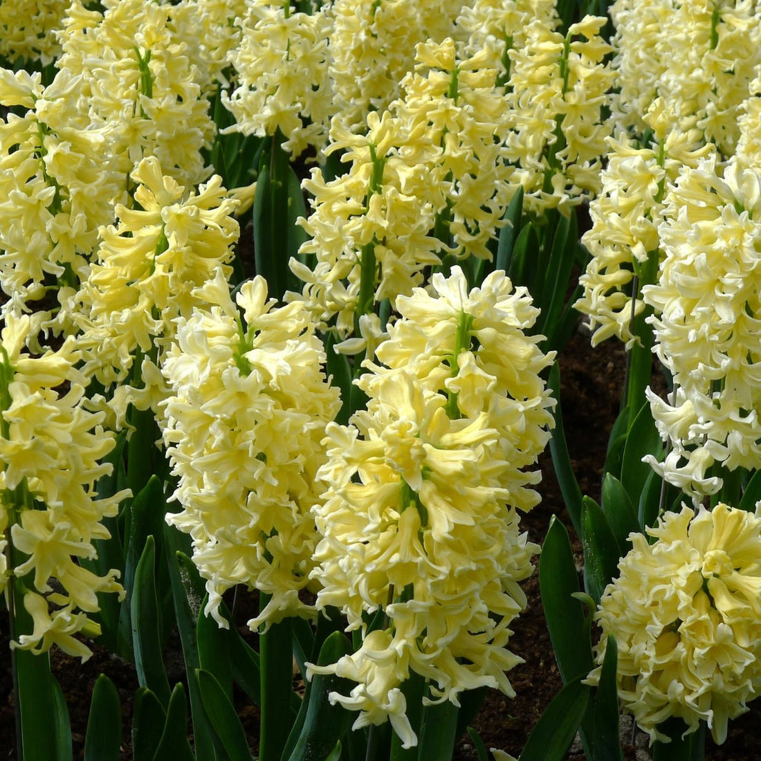 Pre-Order Hyacinth &