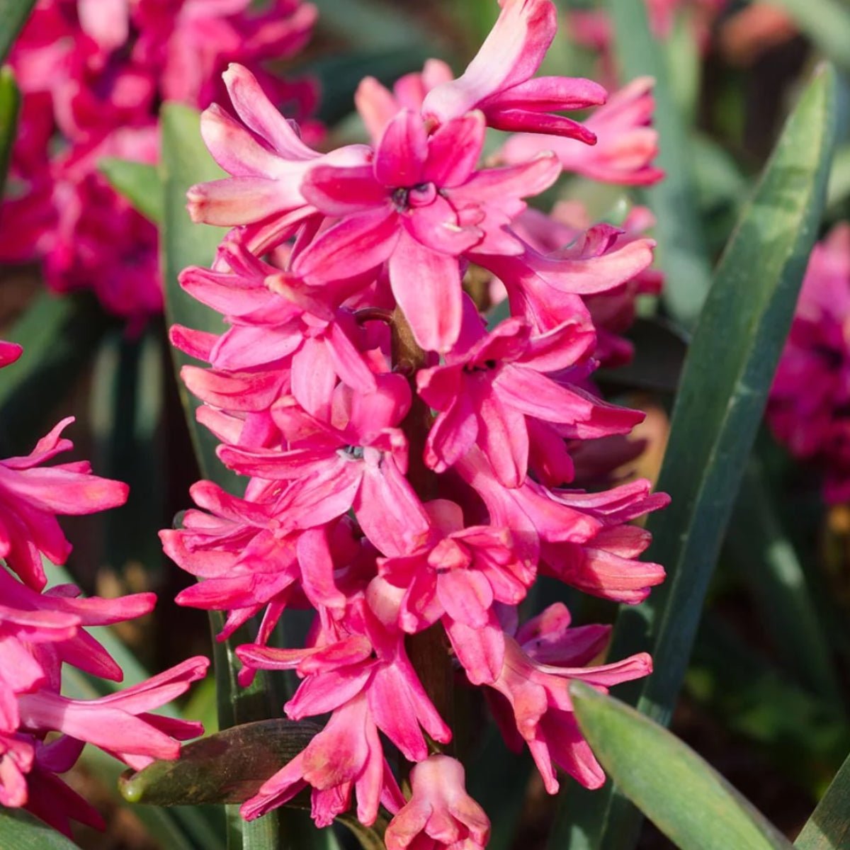 Hyacinth &