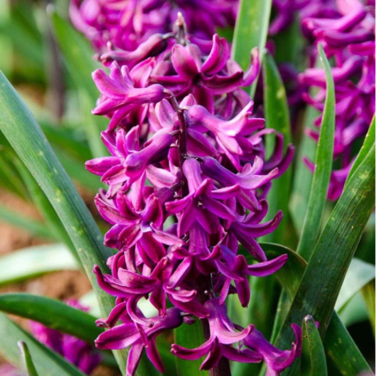 Hyacinth &
