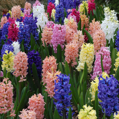 Hyacinths | Hyacinthus orientalis – Mixed Colours - Oldboy&