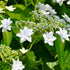 Hydrangea macrophylla ‘Fireworks’ – Double White Lacecap | Hanabi - Oldboy&