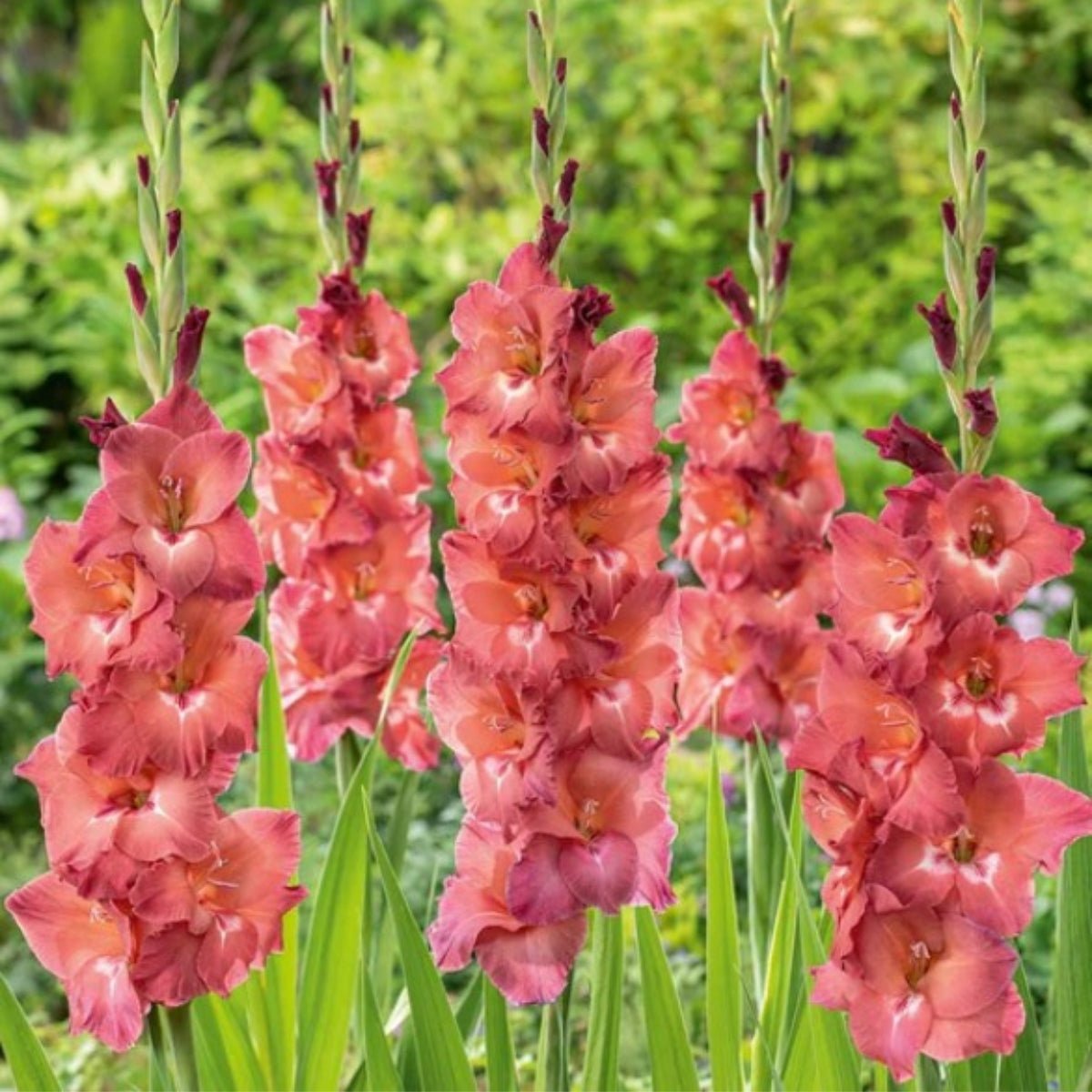 Indian Summer - Gladioli - Bulb - Gladiolus Grandiflorus – Dusky Peach &amp; Cream Blooms - Oldboy&