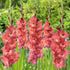 Indian Summer - Gladioli - Bulb - Gladiolus Grandiflorus – Dusky Peach & Cream Blooms - Oldboy&