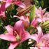 Indian Summerset LA Hybrid Lilium Bulb | Pink Lily with Creamy Undertones - Oldboy&