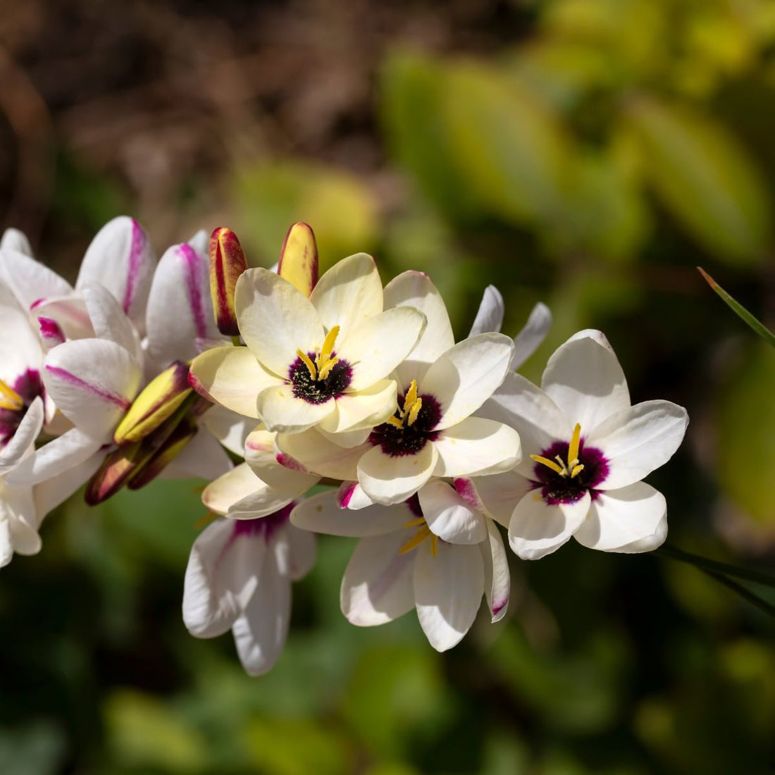 Ixia - Rainbow Mixed - Pre - order - Oldboy&