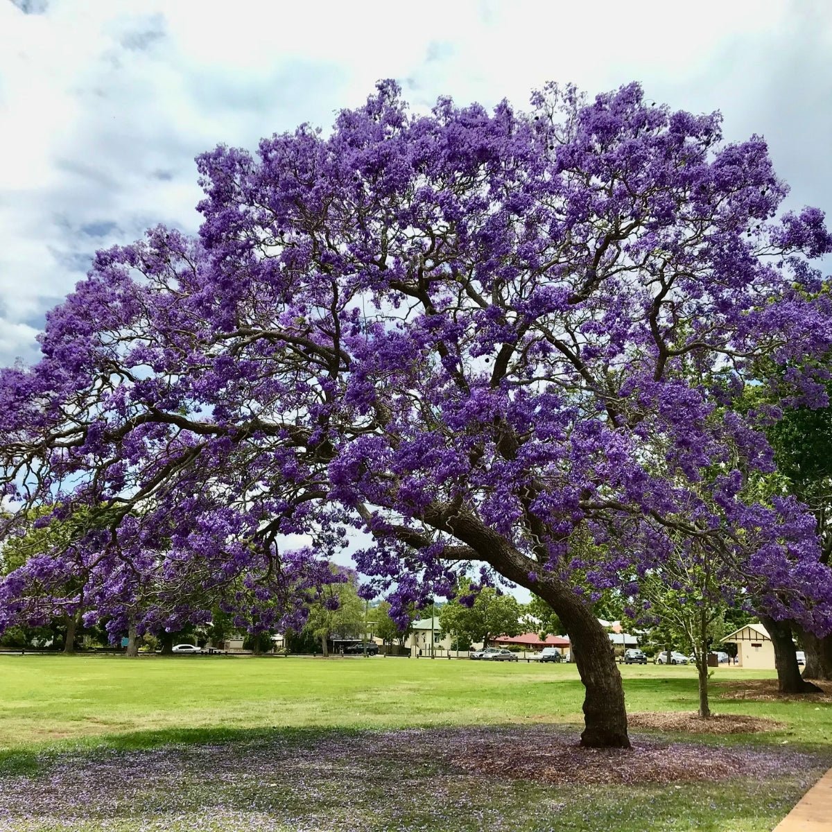 Jacaranda mimosifolia – Majestic Flowering Tree for Australian Landscapes - Oldboy&