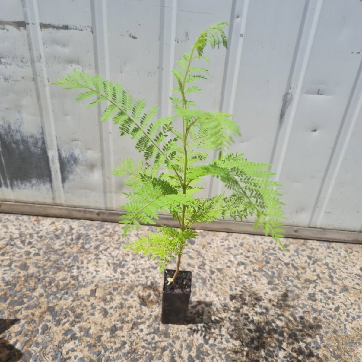 Jacaranda mimosifolia – Majestic Flowering Tree for Australian Landscapes - Oldboy&