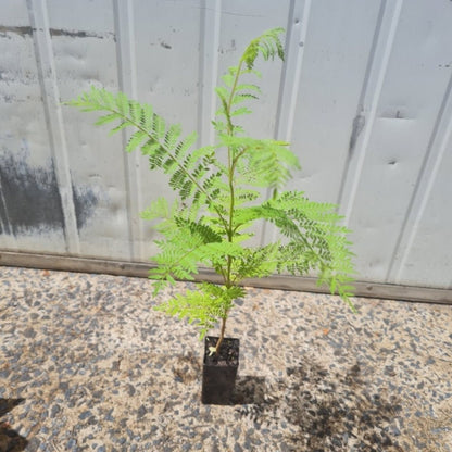 Jacaranda mimosifolia – Majestic Flowering Tree for Australian Landscapes - Oldboy&