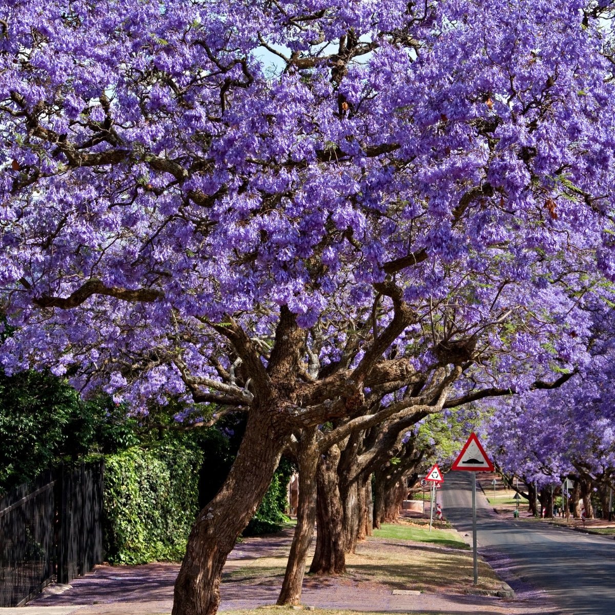 Jacaranda mimosifolia – Majestic Flowering Tree for Australian Landscapes - Oldboy&