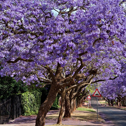 Jacaranda mimosifolia – Majestic Flowering Tree for Australian Landscapes - Oldboy&