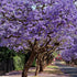 Jacaranda mimosifolia – Majestic Flowering Tree for Australian Landscapes - Oldboy&