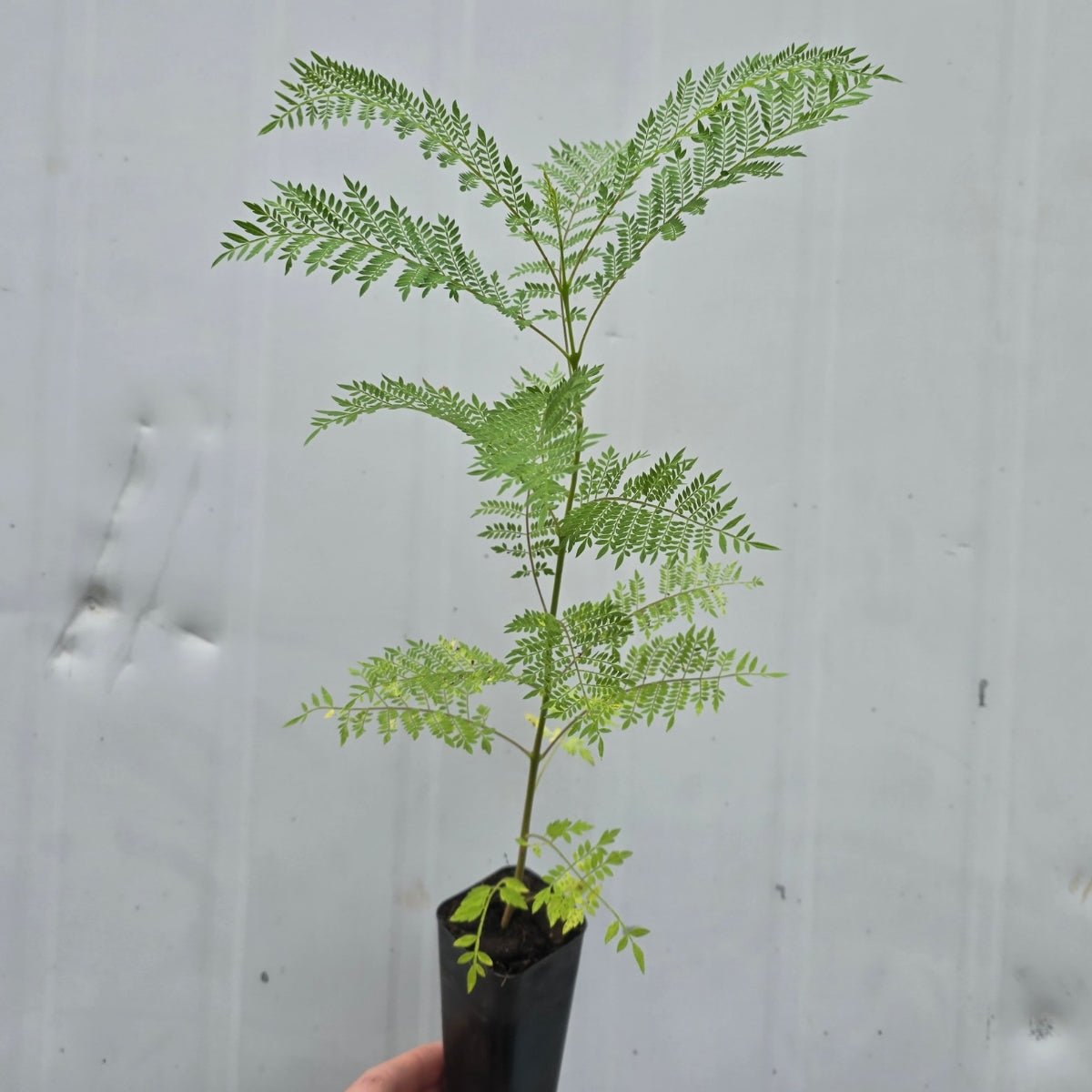 Jacaranda mimosifolia – Majestic Flowering Tree for Australian Landscapes - Oldboy&