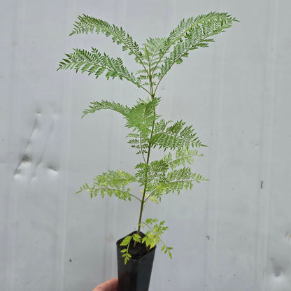 Jacaranda mimosifolia – Majestic Flowering Tree for Australian Landscapes - Oldboy&