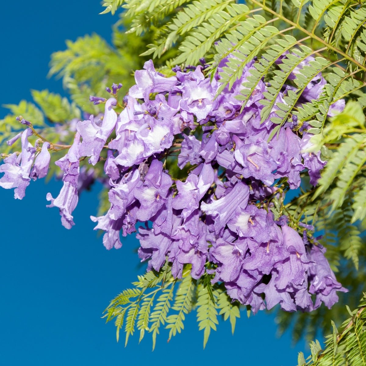 Jacaranda mimosifolia – Majestic Flowering Tree for Australian Landscapes - Oldboy&