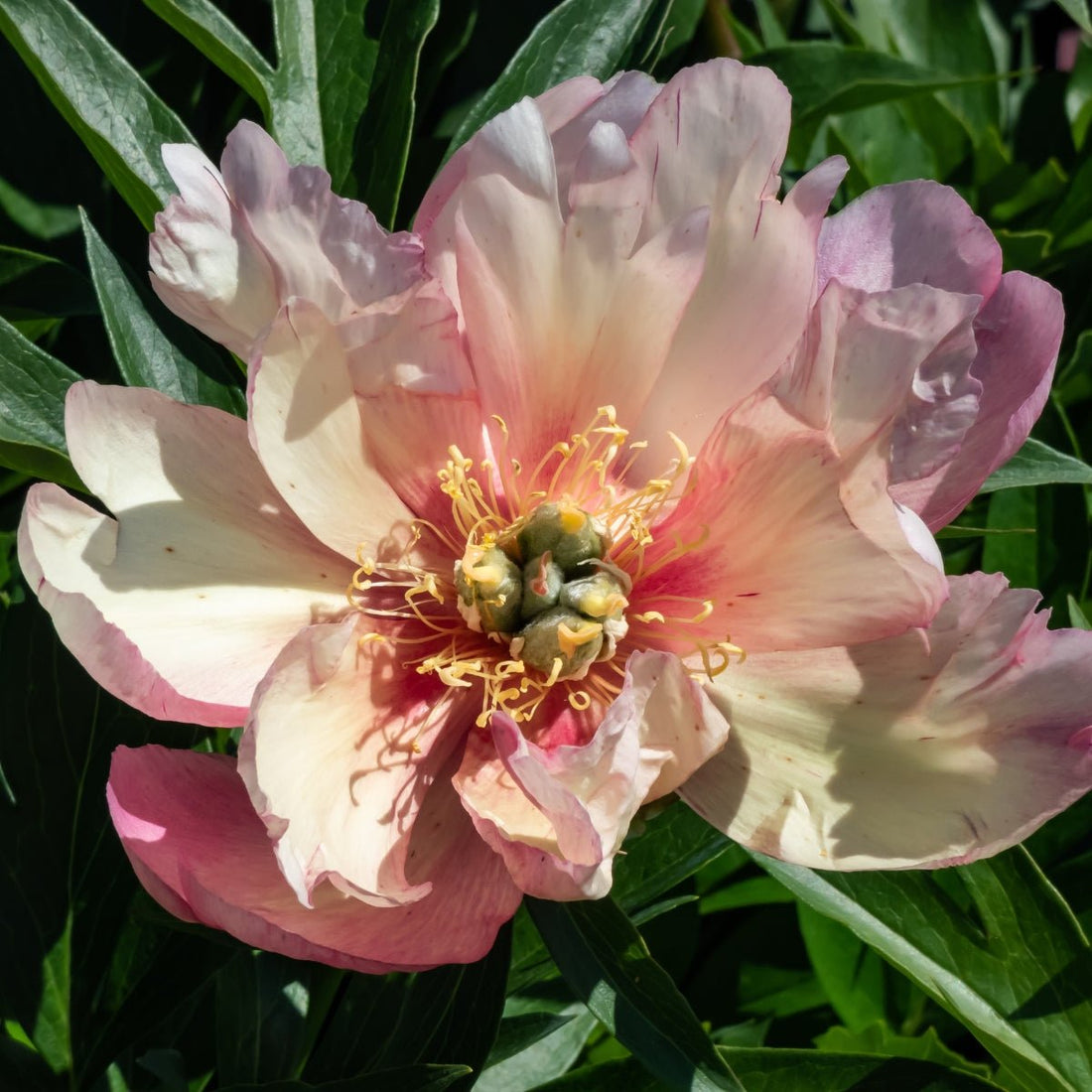 Julia Rose Itoh Peony Bare Root | Colour-Changing Intersectional Peony - Oldboy&