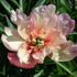 Julia Rose Itoh Peony Bare Root | Colour-Changing Intersectional Peony - Oldboy&