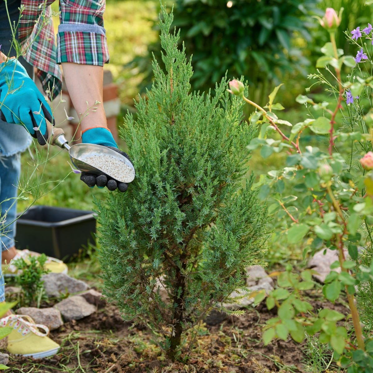 Juniperus chinensis ‘Pyramidalis’ | 42mm Tube - Oldboy&