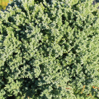 Juniperus chinensis ‘Pyramidalis’ | 42mm Tube - Oldboy&