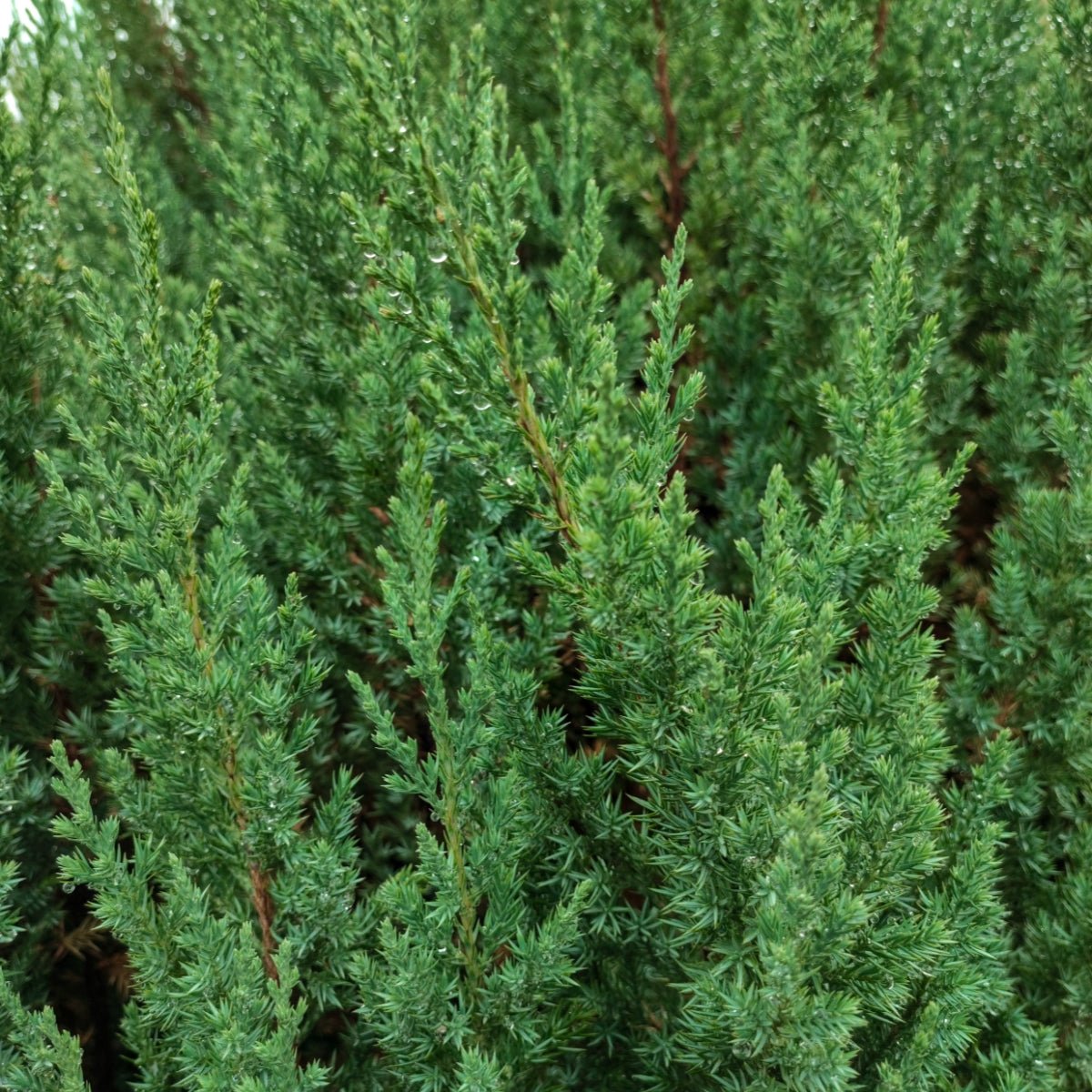 Juniperus chinensis ‘Spartan’ | 42mm Tube - Oldboy&