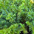 Juniperus conferta ‘All Gold’ | Golden Groundcover | 42mm Tube - Oldboy&