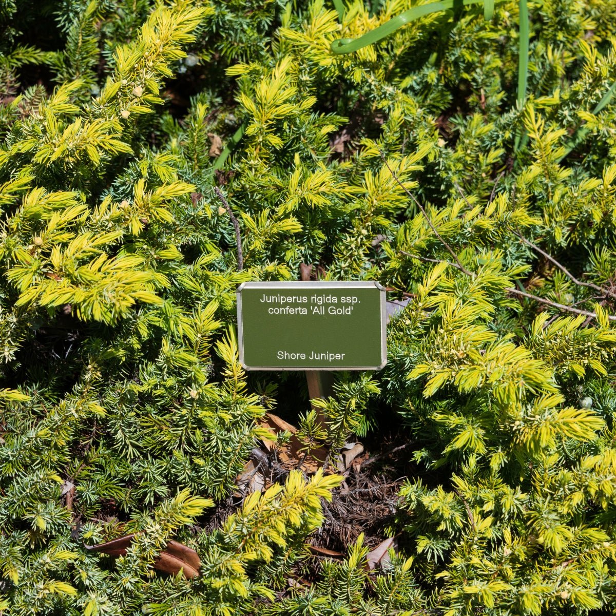 Juniperus conferta ‘All Gold’ | Golden Groundcover | 42mm Tube - Oldboy&