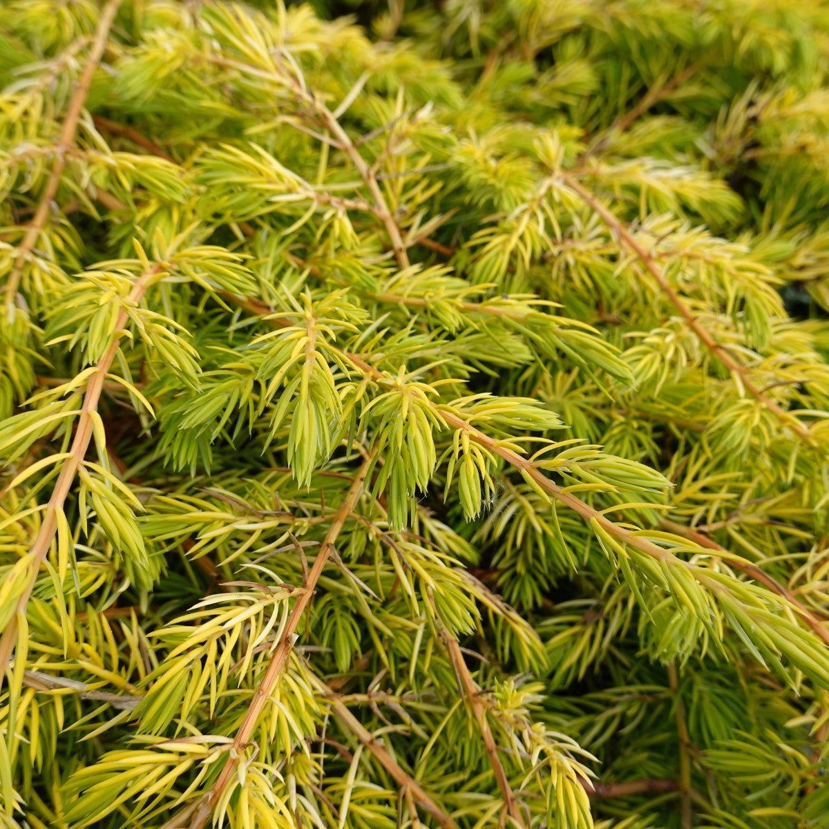 Juniperus conferta ‘All Gold’ | Golden Groundcover | 42mm Tube - Oldboy&