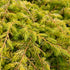 Juniperus conferta ‘All Gold’ | Golden Groundcover | 42mm Tube - Oldboy&