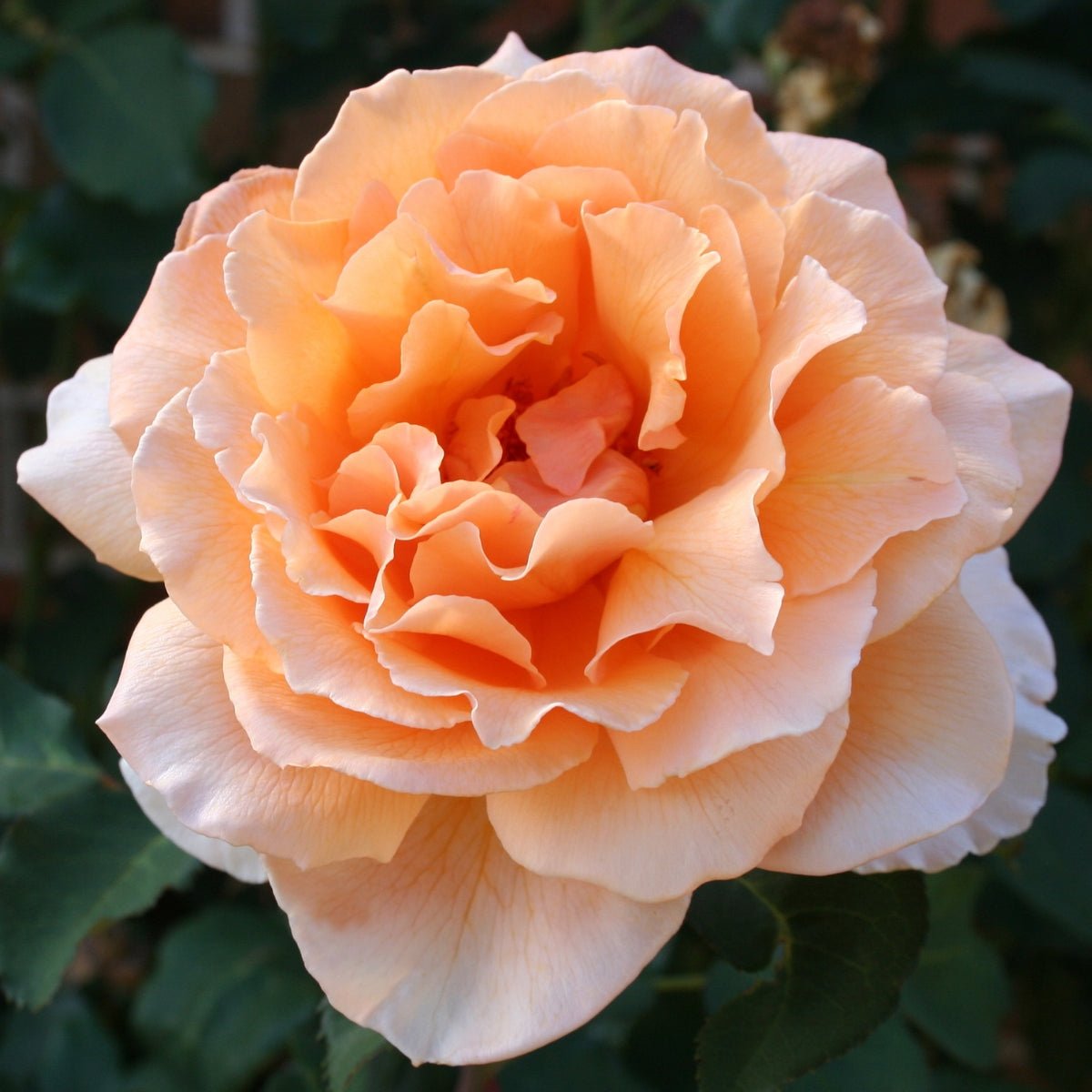 Just Joey Rose | Fragrant Apricot Hybrid Tea | Rosa ‘Just Joey’ - Oldboy&