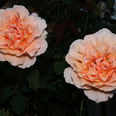 Just Joey Rose | Fragrant Apricot Hybrid Tea | Rosa ‘Just Joey’ - Oldboy&