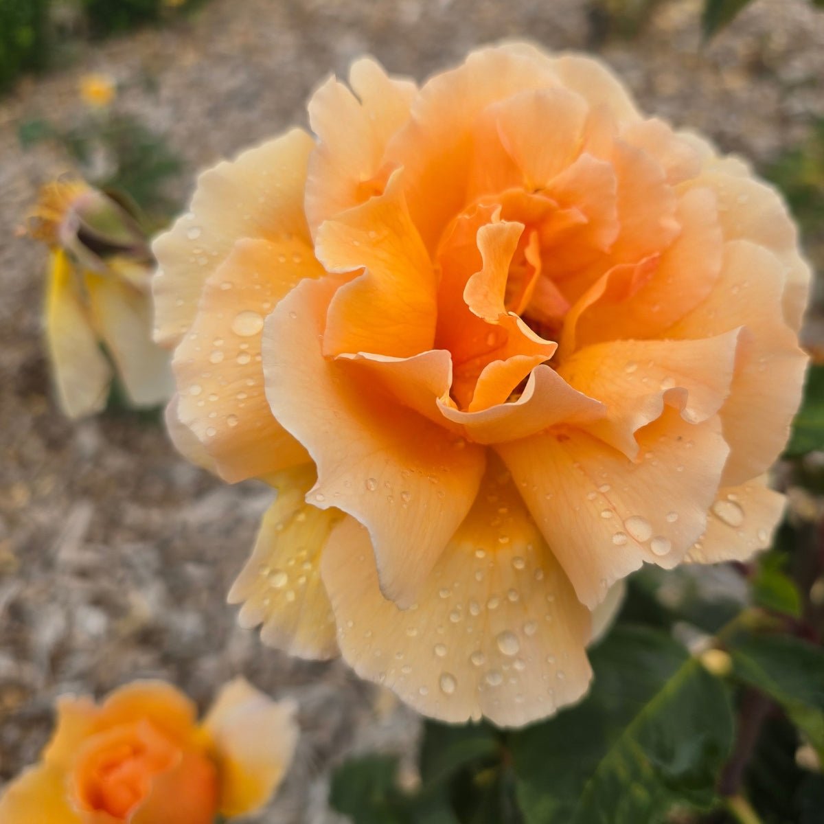 Just Joey Rose | Fragrant Apricot Hybrid Tea | Rosa ‘Just Joey’ - Oldboy&