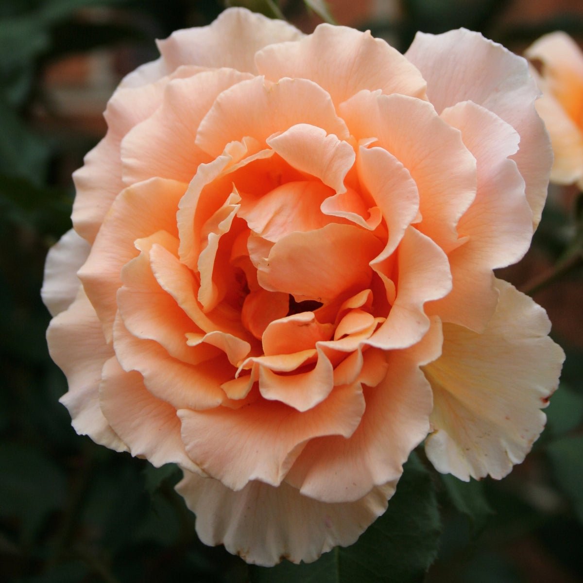 Just Joey Rose | Fragrant Apricot Hybrid Tea | Rosa ‘Just Joey’ - Oldboy&