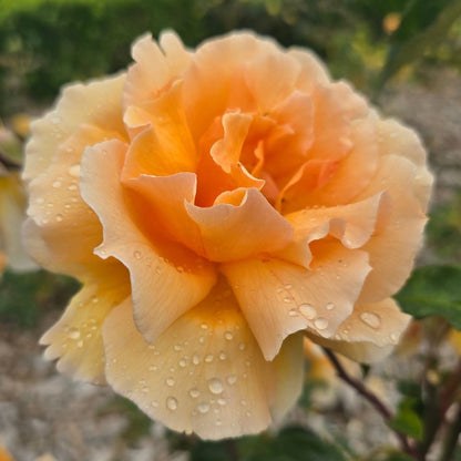 Just Joey Rose | Fragrant Apricot Hybrid Tea | Rosa ‘Just Joey’ - Oldboy&