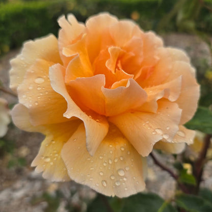 Just Joey Rose | Fragrant Apricot Hybrid Tea | Rosa ‘Just Joey’ - Oldboy&