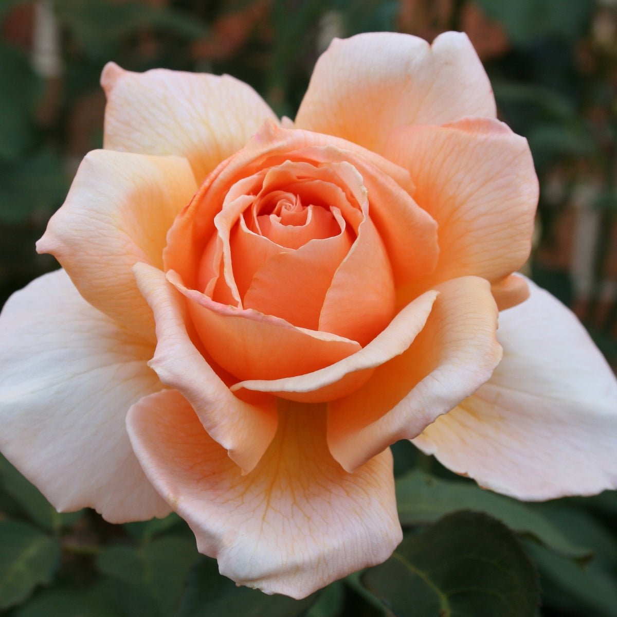 Just Joey Rose | Fragrant Apricot Hybrid Tea | Rosa ‘Just Joey’ - Oldboy&
