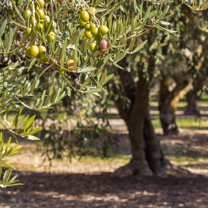 Kalamata Olive Tree | Olea europaea ‘Kalamata’ - Oldboy&