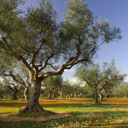 Kalamata Olive Tree | Olea europaea ‘Kalamata’ - Oldboy&
