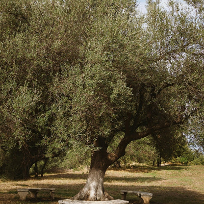 Kalamata Olive Tree | Olea europaea ‘Kalamata’ - Oldboy&