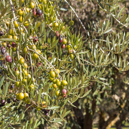 Kalamata Olive Tree | Olea europaea ‘Kalamata’ - Oldboy&