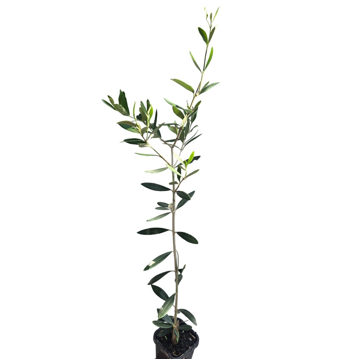 Kalamata Olive Tree | Olea europaea ‘Kalamata’ - Oldboy&